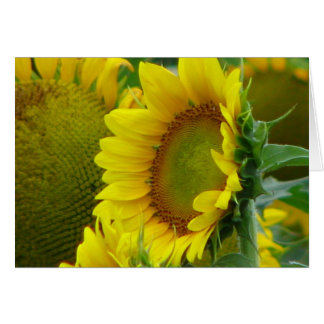 Sunflower Summer Series