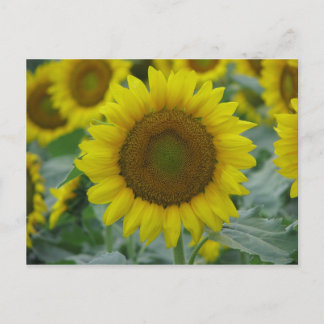 Sunflower Summer Series Postcard