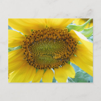 Sunflower Summer Series Postcard