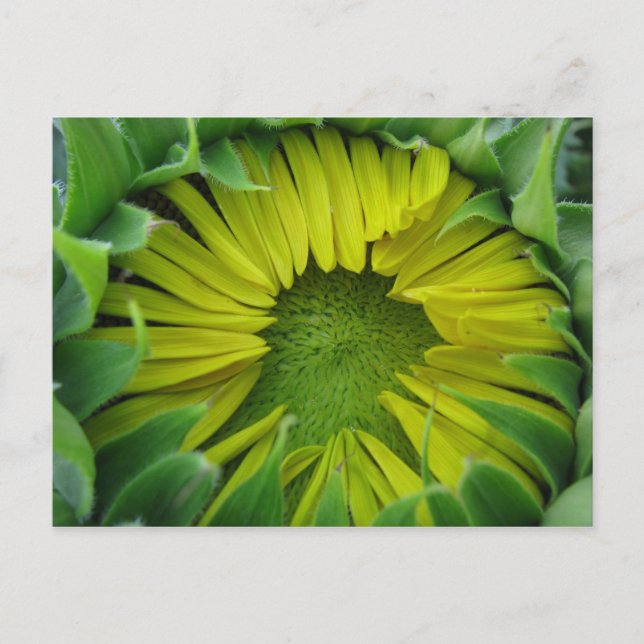 Sunflower Summer Series Postcard (Front)
