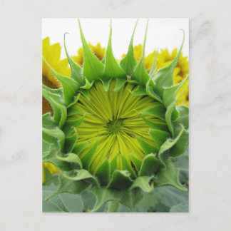 Sunflower Summer Series Postcard