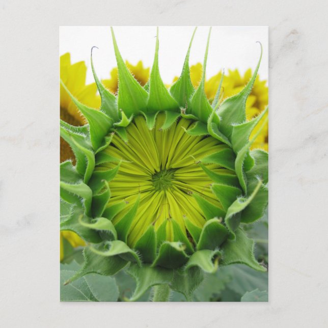 Sunflower Summer Series Postcard (Front)
