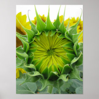 Sunflower Summer Series Poster