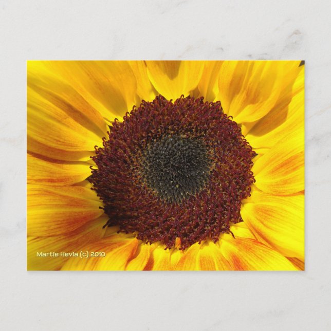 Sunflower Sun - Postcard (Front)