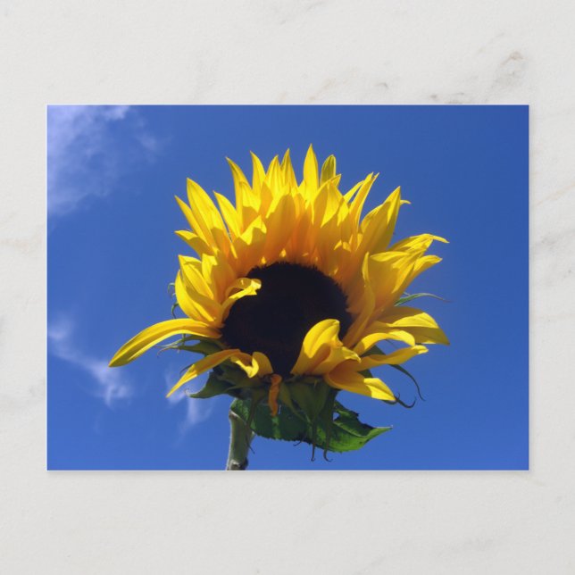 Sunflower Sunrise Unlined Notes Card (Front)