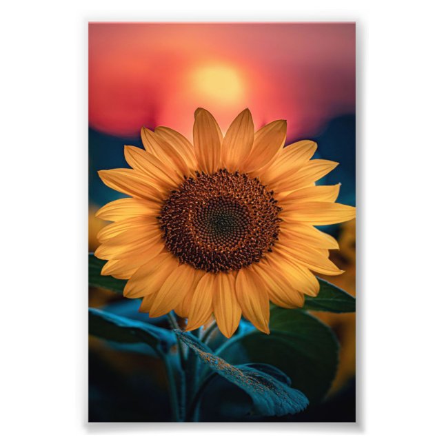 Sunflower sunset - Cute Funny Gift For Daddy/Mummy Photo Print (Front)