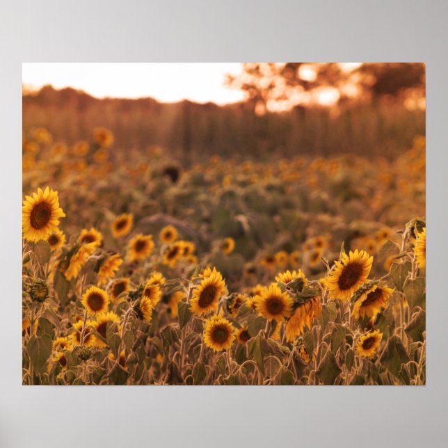 Sunflower Sunset in a Rural Field Colour 16x20  Poster (Front)