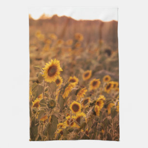 Sunflower Sunset in a Rural Field Colour Tea Towel