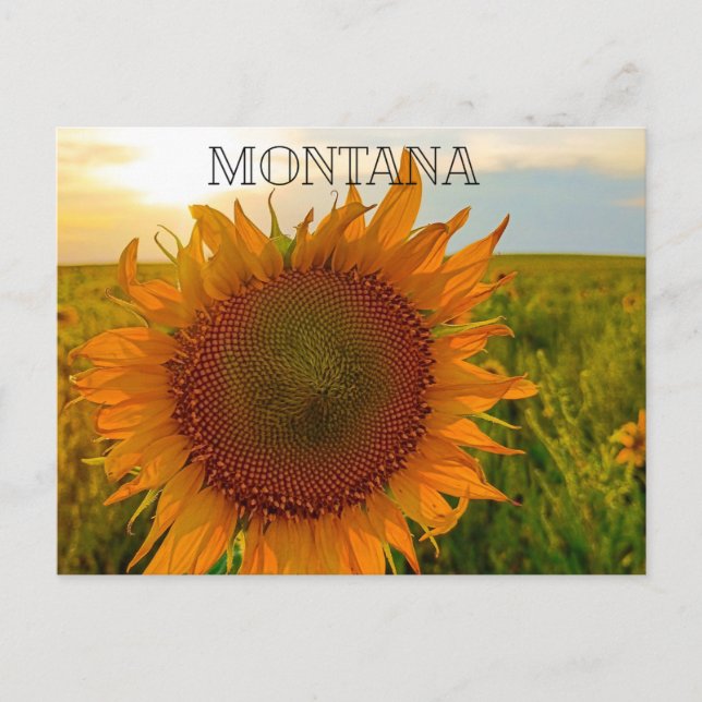 Sunflower Sunset Postcard (Front)