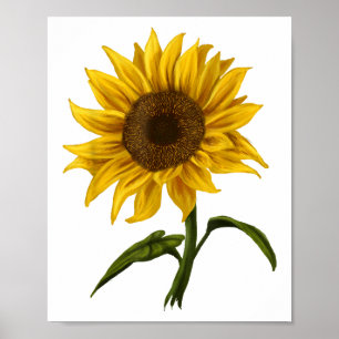 Sunflower Sunshine Floral Watercolor Flower Poster