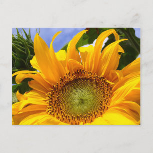 SUNFLOWER SUNSHINE ~ Postacrd Postcard