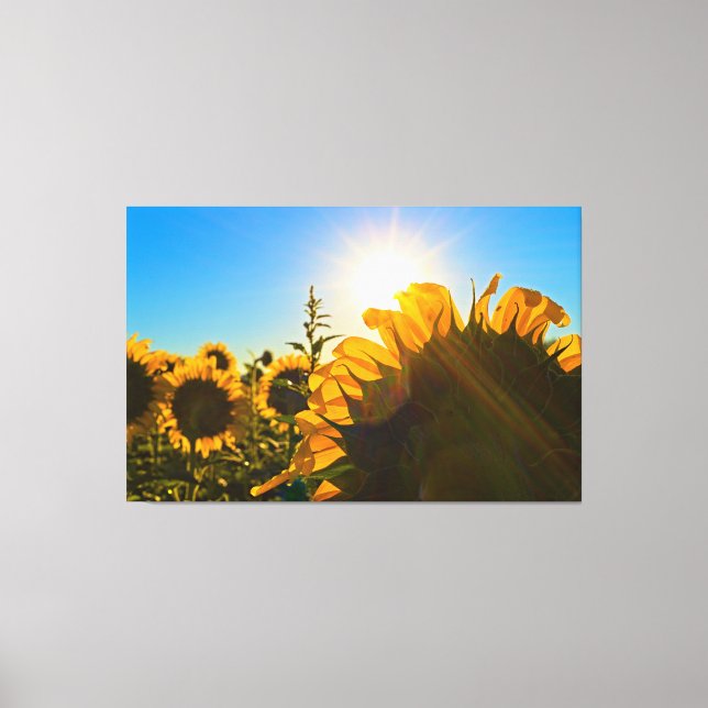 Sunflower Sunstar Canvas Print (Front)