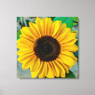 Sunflower Supreme Canvas Print