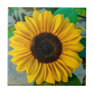 Sunflower Supreme Tile