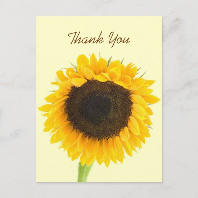 Sunflower Thank You Postcard (Front)