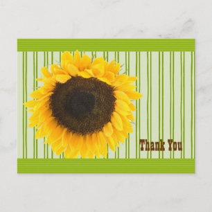 Sunflower Thank You Stripe Border and Background Postcard
