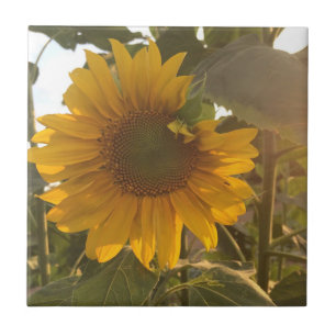 Sunflower Tile