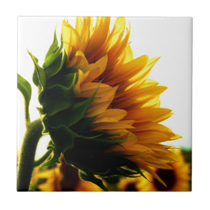 Sunflower Tile
