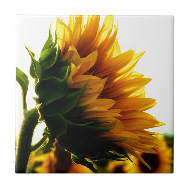 Sunflower Tile (Front)