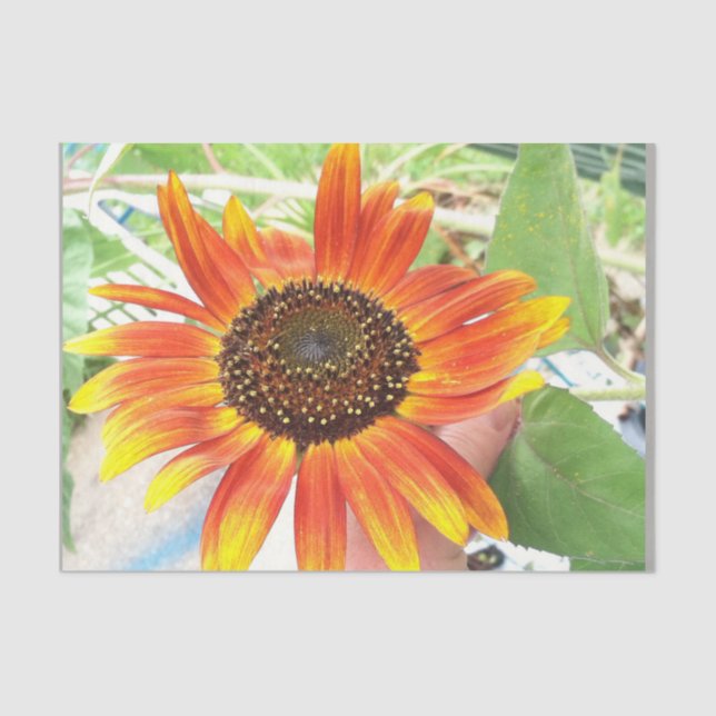 sunflower tissue paper (Front)