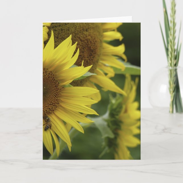 Sunflower Trio Greeting Card (Front)