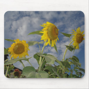Sunflower Trio Mouse Mat