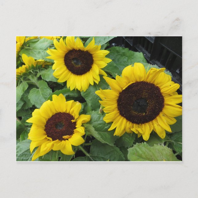 Sunflower Trio Postcard (Front)
