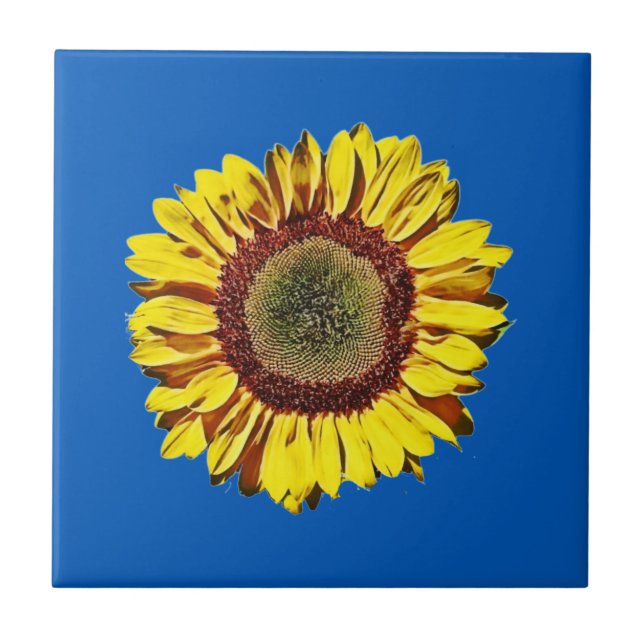 Sunflower Ukraine National Symbol Blue Background Tile (Front)