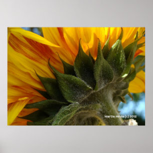 Sunflower Underside Poster