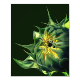 Sunflower Unfolding 8x10 Photo Print