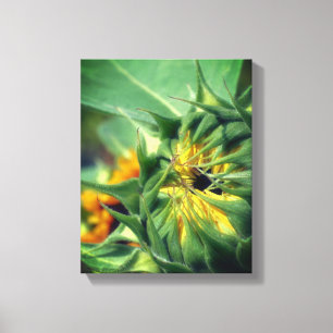 Sunflower Unfolding Floral   Canvas Print