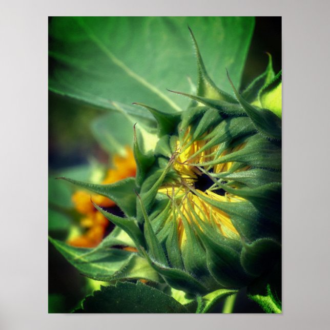 Sunflower Unfolding  Poster (Front)