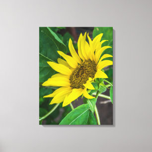Sunflower up close canvas print