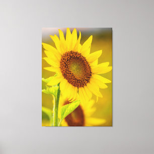 Sunflower Up Close Canvas Print