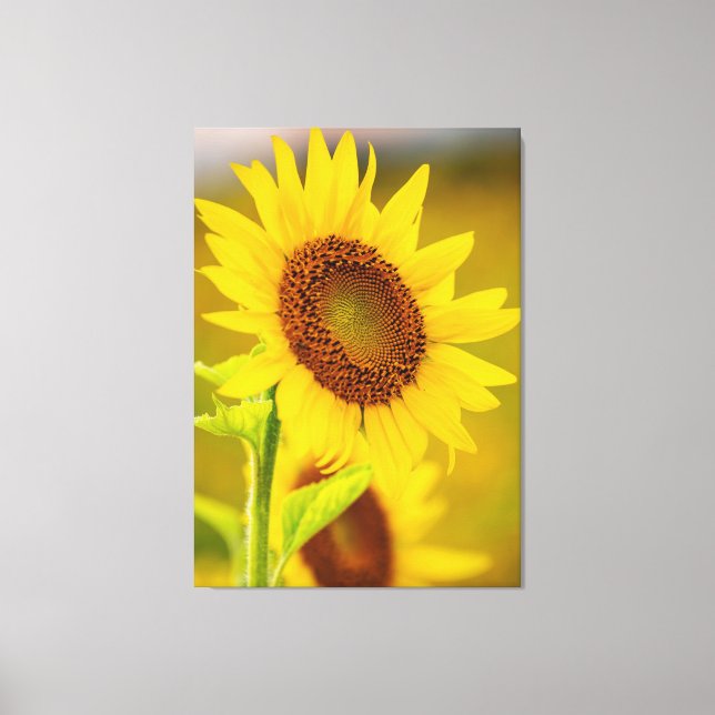 Sunflower Up Close Canvas Print (Front)