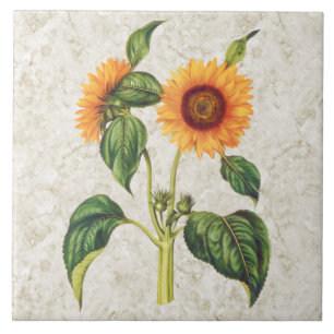 Sunflower Vintage Botanical Tile