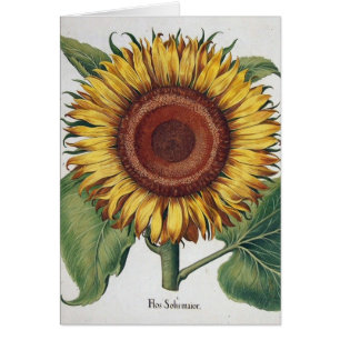 Sunflower Vintage Damask Flower Art