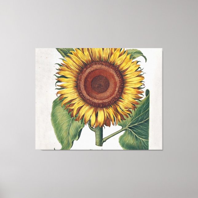 Sunflower Vintage Damask Flower Art Canvas Print (Front)
