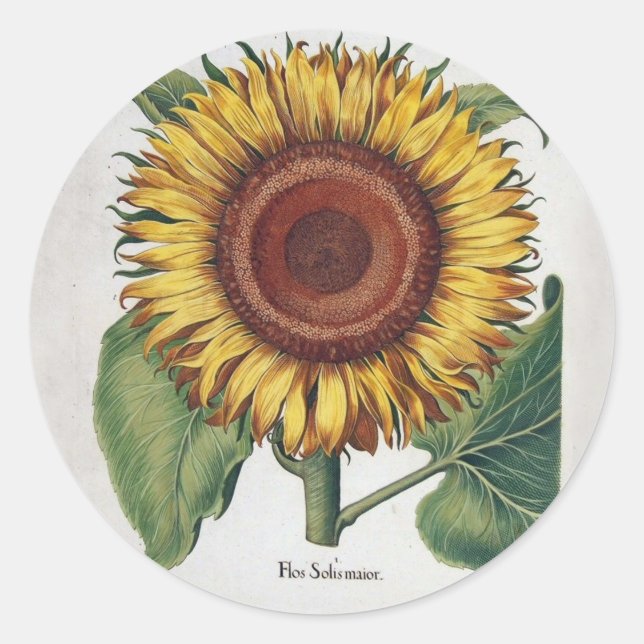 Sunflower Vintage Damask Flower Art Classic Round Sticker (Front)