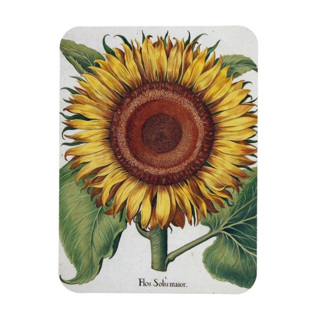 Sunflower Vintage Damask Flower Art Magnet (Vertical)