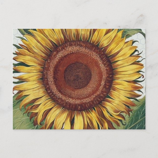 Sunflower Vintage Damask Flower Art Postcard (Front)