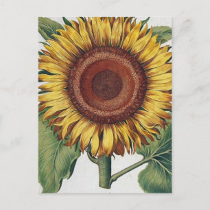 Sunflower Vintage Damask Flower Art Postcard