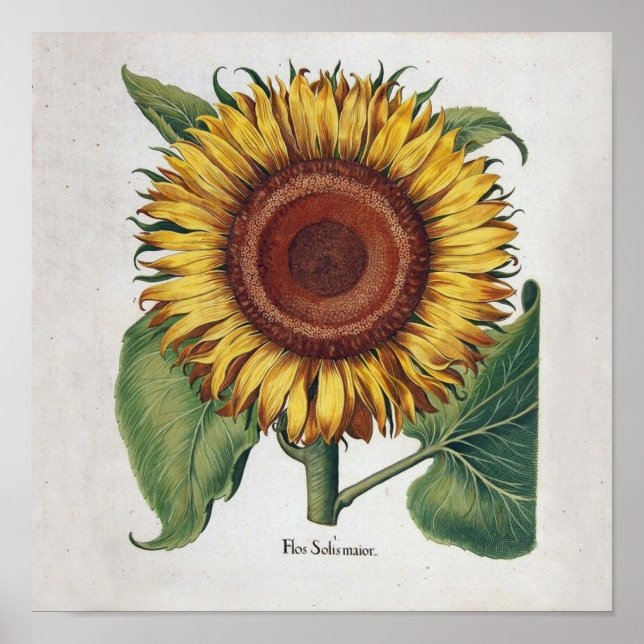 Sunflower Vintage Damask Flower Art Poster (Front)