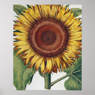 Sunflower Vintage Damask Flower Art Poster