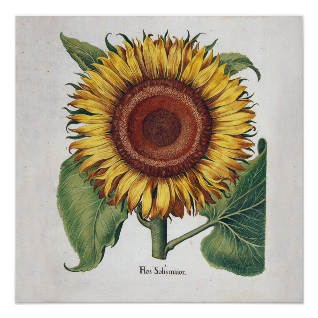 Sunflower Vintage Damask Flower Art Poster (Front)