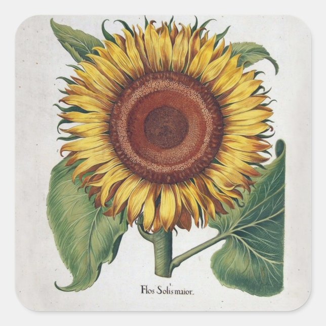 Sunflower Vintage Damask Flower Art Square Sticker (Front)