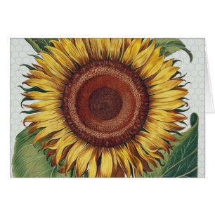 Sunflower Vintage Damask Flower Illustration Art