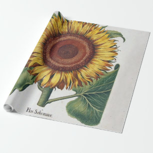 Sunflower Vintage Damask Flower Illustration Art Wrapping Paper