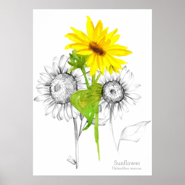 Sunflower Watercolor Pencil Botanical Drawing Poster (Front)