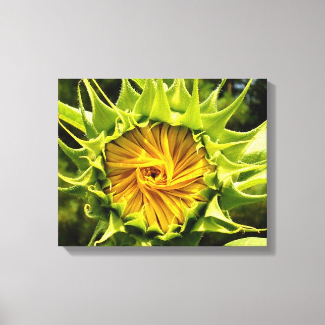 Sunflower whirl canvas print (Front)